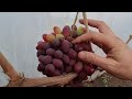 Сюзанна (Красная пуля)