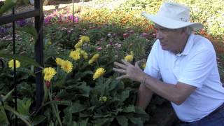 Gerbera Daisy, colorful for patio and garden