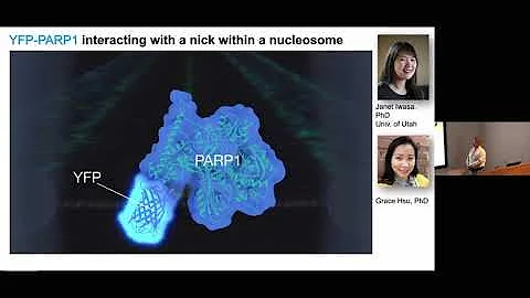 A new single molecule approach to study DNA repair protein dynamics - Ben van Houten - NGBS2024