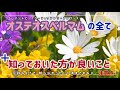 「オステオスペルマム」の全て 育て方から 増やし方【花の育て方】＃オステオスペルマム ＃園芸 ＃ガーデニング