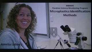 Microplastics Amelia Labbe