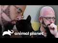 Jackson salva a una mascota de ser sacrificada | Mi gato endemoniado | Animal Planet
