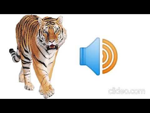 Tiger Sound Effect - YouTube