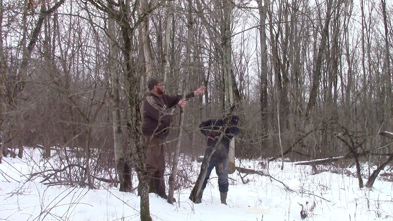 How to create Deer bedding areas using Hinge cutting YouTube