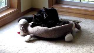 Sock Monkey Love