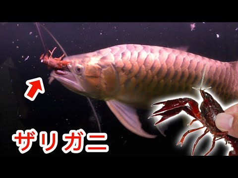 巨大アロワナに大量のザリガニを与えてみた結果 Youtube