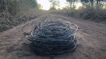 The Economics of Wildlife Rescue (You Can’t Save Everything)