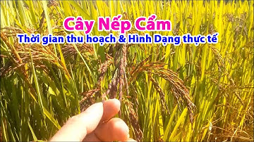 Cây Nếp Cẩm - Thời gian thu hoạch và hình dạng thực tế - Kham pha cuoc song channel