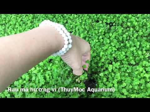 Rau má hương (Hydrocotyle tripartita)-Product of Thuymoc
