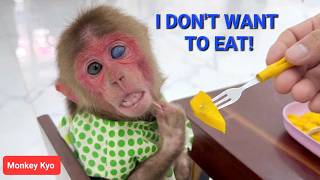 Kyo Suddenly Refused to Eat or Drink… Dad Was So Worried! 😢🐒