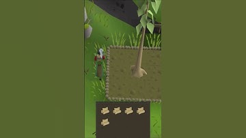 Fastest Woodcutting XP in OSRS 🌳🪓