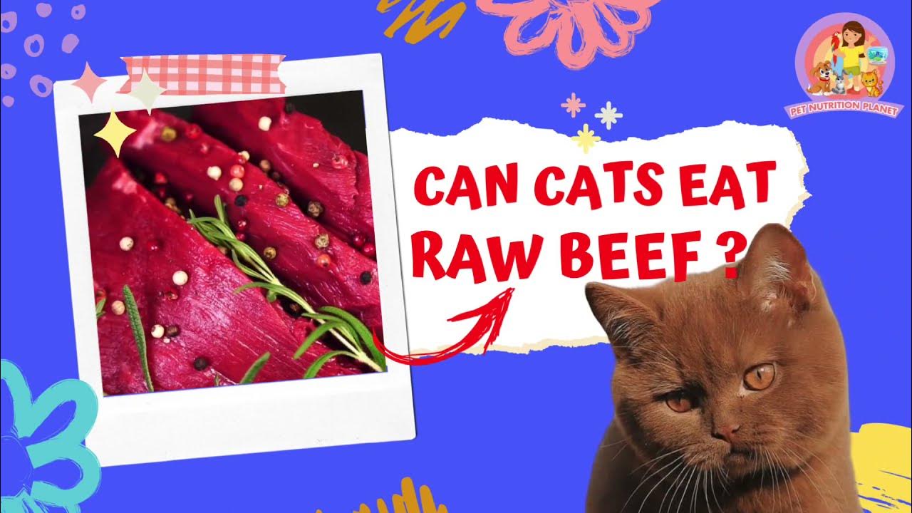 Can Cats Eat Raw Beef 5 Things You Need To Know Before Feeding Your can-cats-eat-raw-beef-5-things-you-need-to-know-before-feeding-your