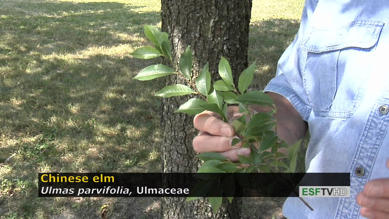 Trees With Don Leopold - Chinese Elm