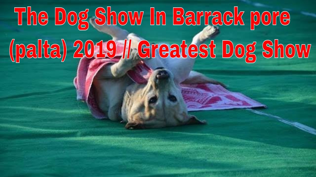 The Dog Show In Barrack pore (palta) 2019 // Greatest Dog Show YouTube
