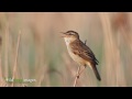 Sedge warbler