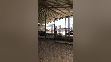 دحيم الحماد ١٤٤٢هـ  تلاوة من سورة نوح