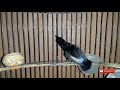 Kolibri Ninja Konin Gacor Isian Melimpah Tembakannya Tajam Cocok Untuk Masteran Konin Bahan Mp3 - Mp4 Download