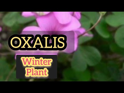 Video: Oxalis (62 Foto's): Beskrywing Van Oxalis, Knol En Ander Spesies. Is Dit Moontlik Om 'n Blom In Die Winter Te Plant? Hoe Lyk Die Plant? Sy Verhouding Met Wind En Lig