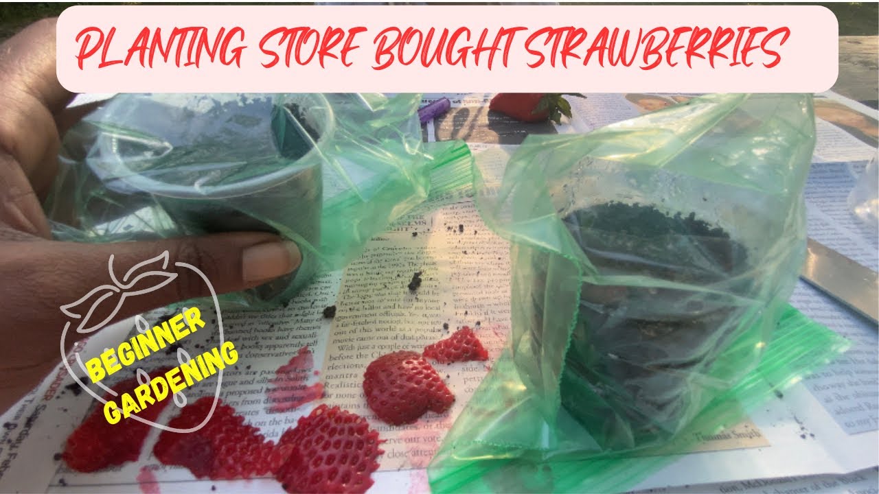 GROWING STRAWBERRIES AT HOME 🍓 - YouTube