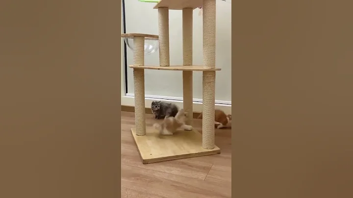 Video 10705381: pet rescue, cat funnycats cute, funnycats fluffy