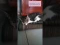 #cat #trending #viralvideo #catlovers #cute