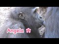 Gorilla 🌸 Angela milk time 2 years 8 months girl ❣️😊