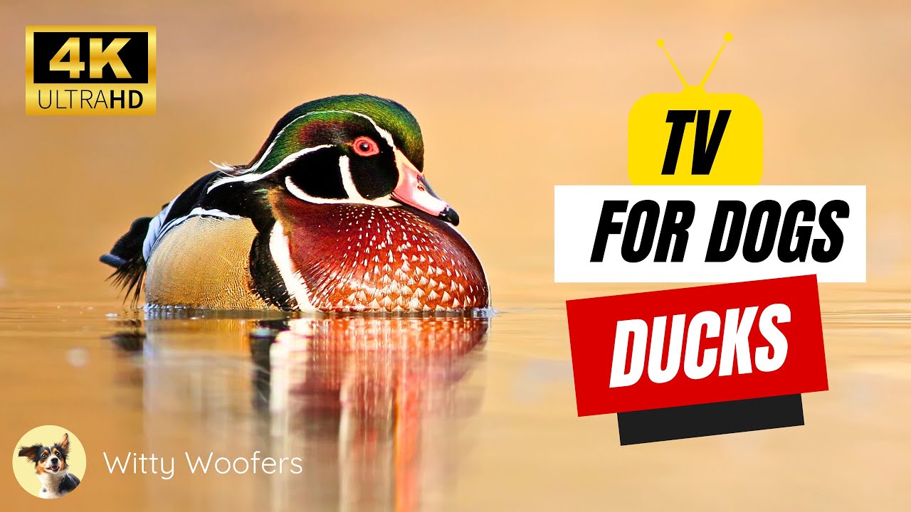 Watch Ducks in Action 🦆 Ultimate Nature TV for Your Dog 🐕 Witty Woofers