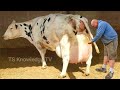 85 Litters Milk Daily ll World Biggest Udder Cows Drumgoon Dairy Farm #biggest_udder #dairy_cow