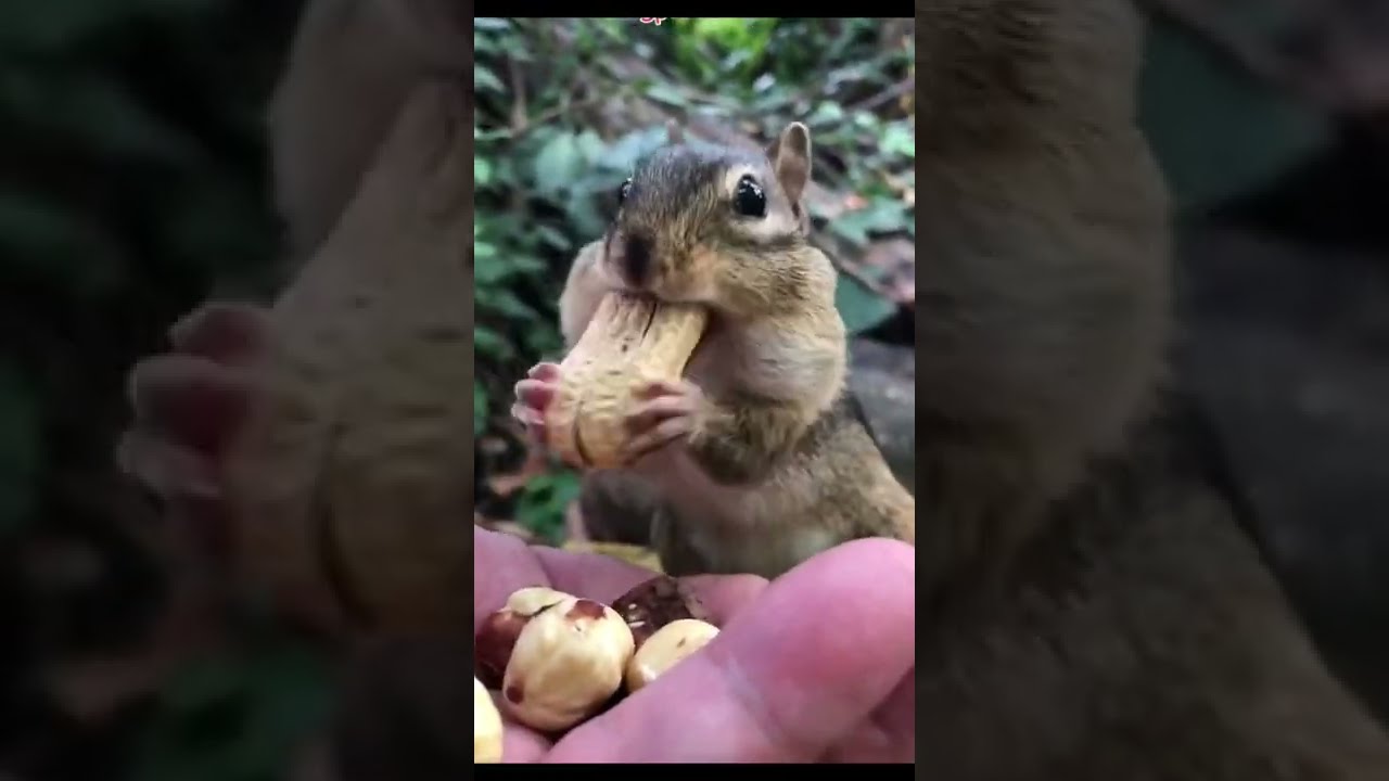 Lil Chipmunk Twitch