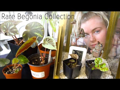 My Rare Begonia Collection! Care Tips for Difficult Begonia!