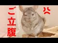 【激怒】チンチラの大事なモノを触ったら大変なことに…!! チンチラ Chinchilla