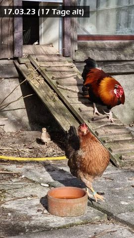 Küken Nova erstes Mal draußen #HühnerImGarten #Küken #Glucke #Hühnerhaltung #HühnerHalten #Shorts