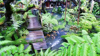 Garden ideas: Tropical garden ,Moss garden ,Beautiful mist in the garden