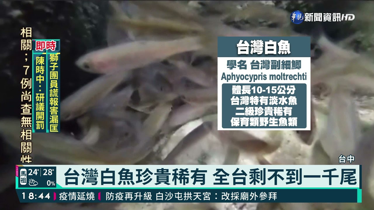 乾旱危及棲息地搶救保育類台灣白魚 華視新聞 Youtube