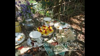 Prospecting for free plants/ Lemon Curd and a Spring Tea