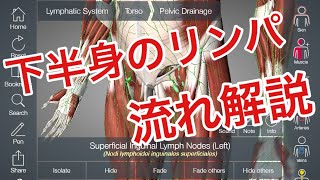 お尻、太もも、足のリンパの流れについて解説してみた