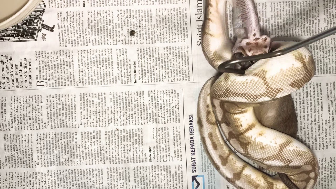 Queen Bee Ball Python eats first HUGE Rat! - YouTube