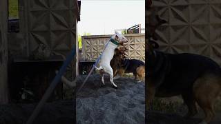 Snap Bull Terrier - John Cena