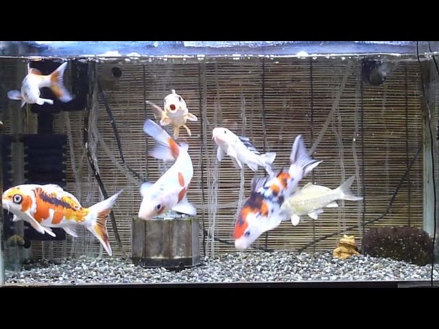 盆栽ゴイ 水槽でも飼える錦鯉 日本の国魚 Youtube