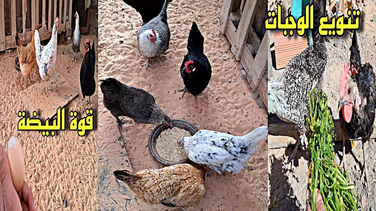 صنع بيض قوي لدجاج اكل البيض🐔🥚 خرجت الكتاكيت 🐥تنويع الوجبات لدجاج