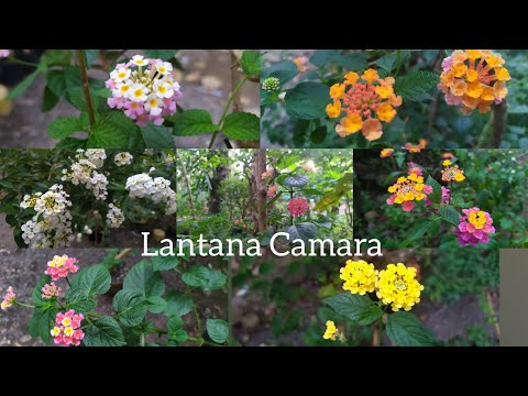 Video: Lantana Camara Dalam Ruangan Adalah Semak Berwarna-warni. Perawatan Rumah. Foto