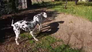 Dalmatian dog loves in the firs time! dalmatian dog mating vidéo