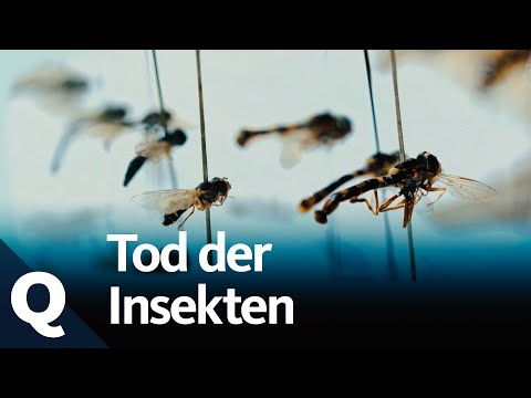 Video: Wie Insekten ihre Jungen schützen: Erfahren Sie mehr über Insektenabwehr für Nachkommen