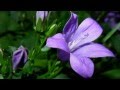 Fleurs dauvergne musique de karl jenkins  palladio 