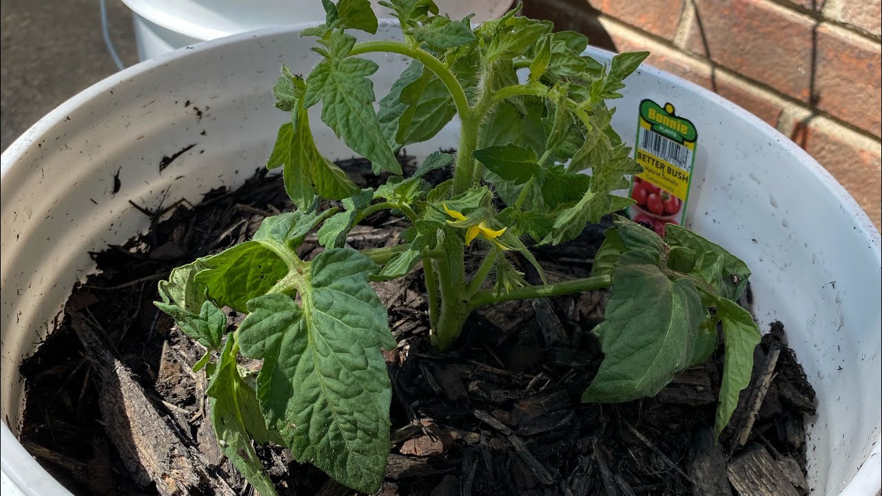 Growing Tomato’s in a Container