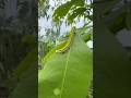 Green caterpillar ￼ ♥️ #caterpillar #insects #nature #shorts #viral #nature