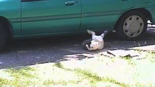 Cat Fight ! Cat Fight !
