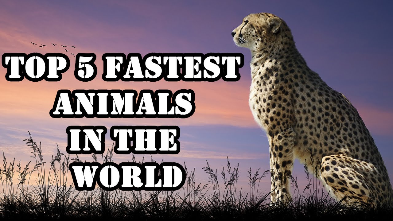 Top 5 Fastest Animals In The World | 2016 - YouTube