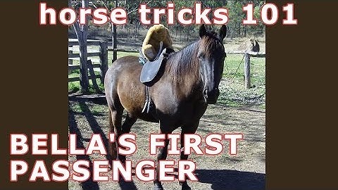 Horse Tricks 101 - Bella
