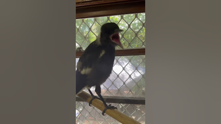 Feeding baby magpie